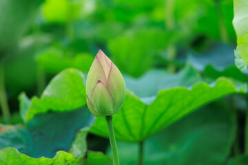 お堀に咲く蓮の花