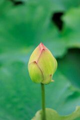 お堀に咲く蓮の花　蕾