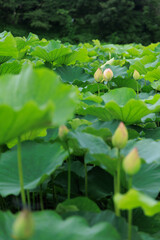 お堀に咲く蓮の花