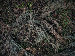 Pine needles
