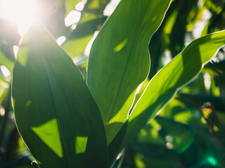 Green plant in the sunlight
