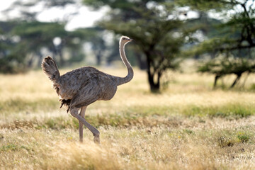 Somali ostrich  in samburu national park
