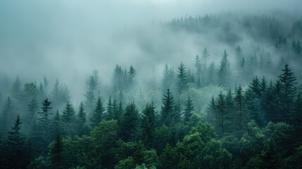Misty landscape with fir forest