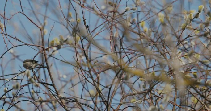marsh tit - Poecile palustris is a Eurasian passerine bird in the tit family Paridae and genus Poecile, closely related to the willow tit. slow motion footage. Long-tailed tit bird feeding from Young