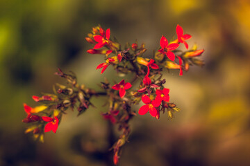 delicate natural flowers in bright colors