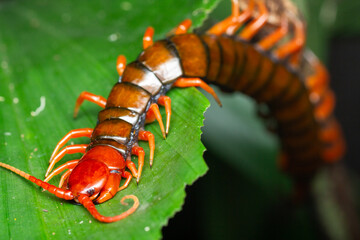A macro photo for Giant centipede (Scolopendra sp.) on green leaf. The caterpillar is red in colour. 