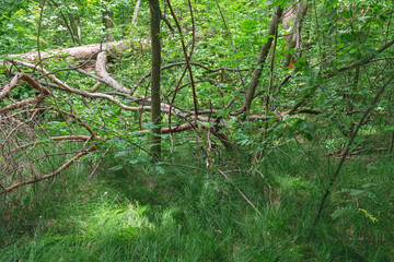 fallen tree in the forest