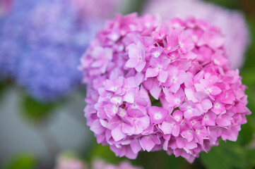 Pink hydrangea blooms