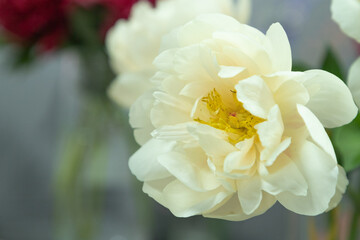 Obraz premium beautiful white yellow peony Pastelegance flower. Closeup. Blurred background