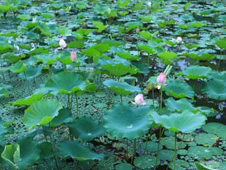 Lotus in the pond in summer