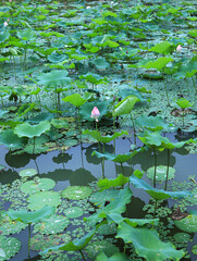 Lotus in the pond in summer