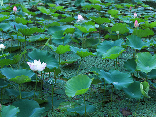 Lotus in the pond in summer