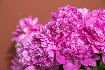 beautiful pink peony Edulis Superba flower. Closeup. Blurred background