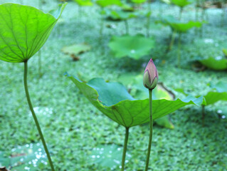 Lotus in the pond in summer