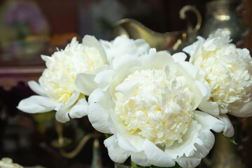 beautiful white peony Bridal Shower flower. Closeup. Blurred background © zgurski1980