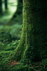 Green moss in the forest. Wildlife landscape. Beautiful Green moss grown up cover the tree trunk
