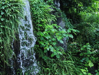 waterfall in the forest