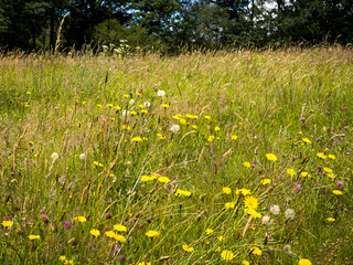 Summer meadow in Devon, UK