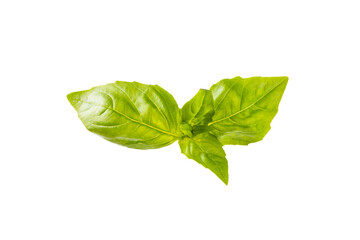 Basil isolated on white background. Fresh organic basil leaves isolated on white background. Spices. Vegan.