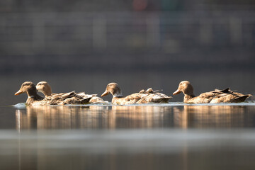 Domestic Duck swimming in the lineup on the lake.