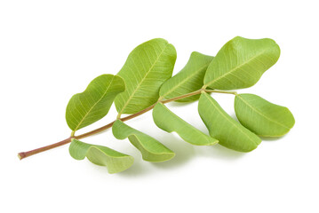Carob  branch