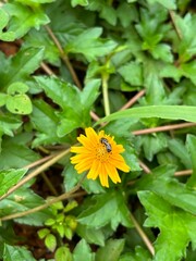 close-up photo of a vibrant yellow flower, capturing its bright petals and intricate details. The lively hue and delicate structure highlight the natural beauty and elegance of the blossom.