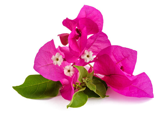 Bougainvillea flowers
