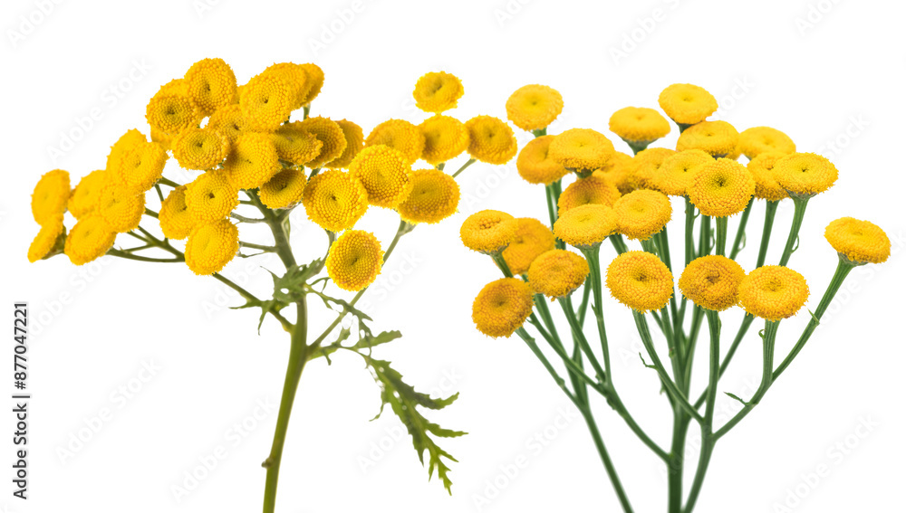 Wall mural common tansy