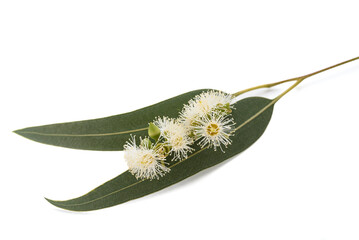 Eucalyptus flowers