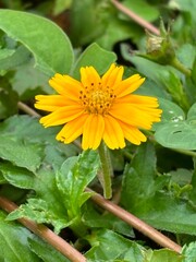 close-up photo of a vibrant yellow flower, capturing its bright petals and intricate details. The lively hue and delicate structure highlight the natural beauty and elegance of the blossom.
