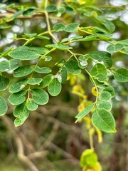 green moringa leaves adorned with glistening raindrops. The vibrant leaves and clear droplets highlight the intricate vein patterns and natural beauty of the Moringa oleifera plant.