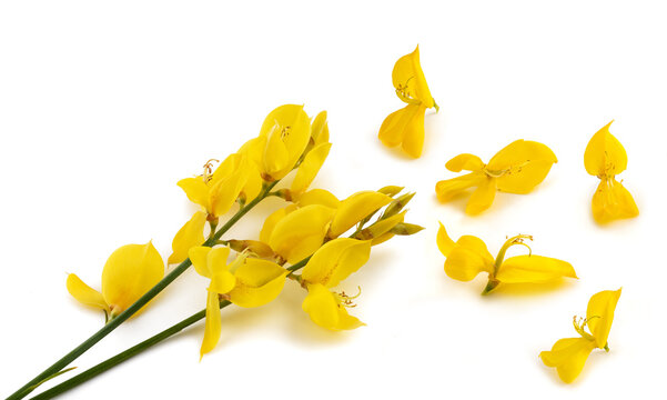 Spartium junceum flowers