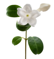 Madagascar jasmine flower