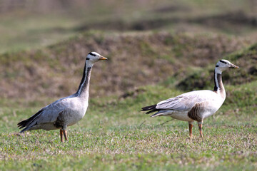 bar headed goose, nature, wildlife, bird, beak, feather, fauna, wild, grass, feathers, beautiful, birdwatching, goose, animal, birding, geese, colour image, close, animal portrait, colorful, aquatic, 