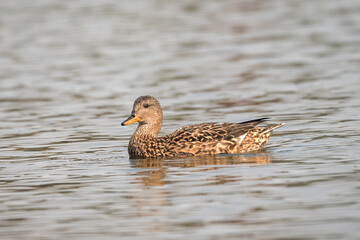 Duck in the lake. The gadwall (Mareca strepera) is a widespread dabbling duck in the family Anatidae
