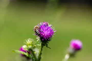 Bee on a purple thistle flower in the meadow