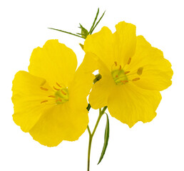 Hartweg's sundrops