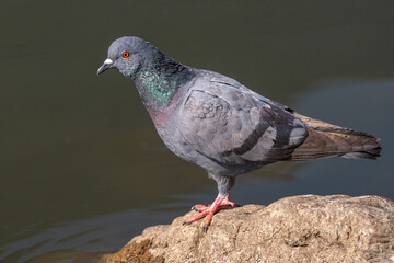Rock pigeon or Common pigeon is a member of the bird family Columbidae (doves and pigeons). It is often referred to as the pigeon