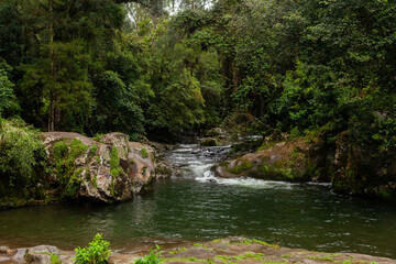 Green forest landscape with mountain river flowing past