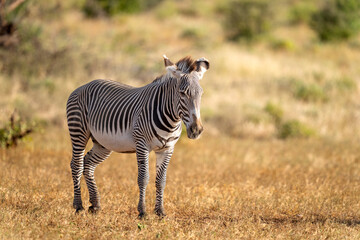 Grévy's zebra in samburu national park