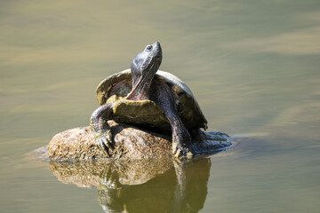 The red-eared slider turtle is a semi-aquatic turtle, the most popular pet turtle. t is the most...