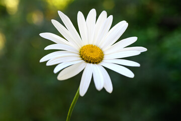 White daisy flower