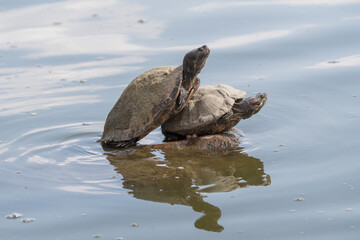 The red-eared slider turtle is a semi-aquatic turtle, the most popular pet turtle. t is the most...