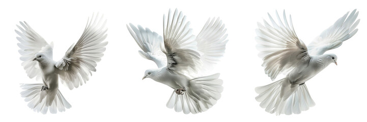 Fototapeta premium Set of Capture a group of doves flying together in perfect harmony against a pure white sky isolated on transparent background