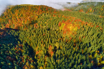 Aerial view of forest in foliage season. Natural green, orange and yellow background.