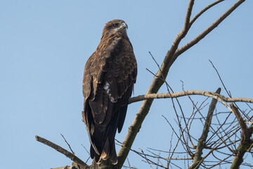 The Black Kite (Milvus migrans) is a medium-sized bird of prey in the family Accipitridae.