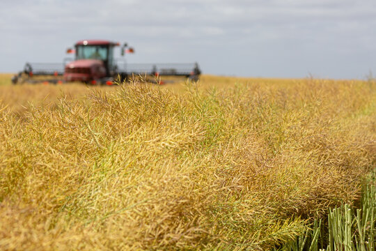 Machine cutting canola into rows (windrows) on a farm
