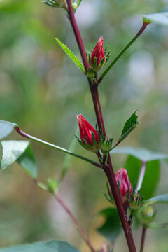 Roselle plant