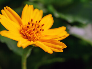 Pretty yellow creeping daisy flower, close-up of pollen yellow creeping daisy flower,  yellow creeping daisy flowers growing in spring