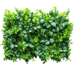 Obraz premium Green hedge or Green Leaves Wall isolated on a white transparent background